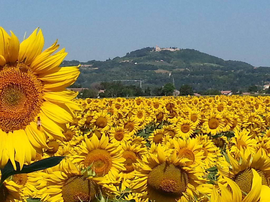 Al Villino Del Sole Bed & Breakfast ฟาโน ภายนอก รูปภาพ